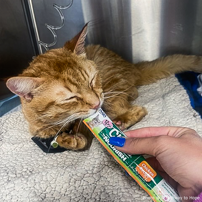 Funded: Winston is Suffering with Multiple Fractures and Needs Your Support