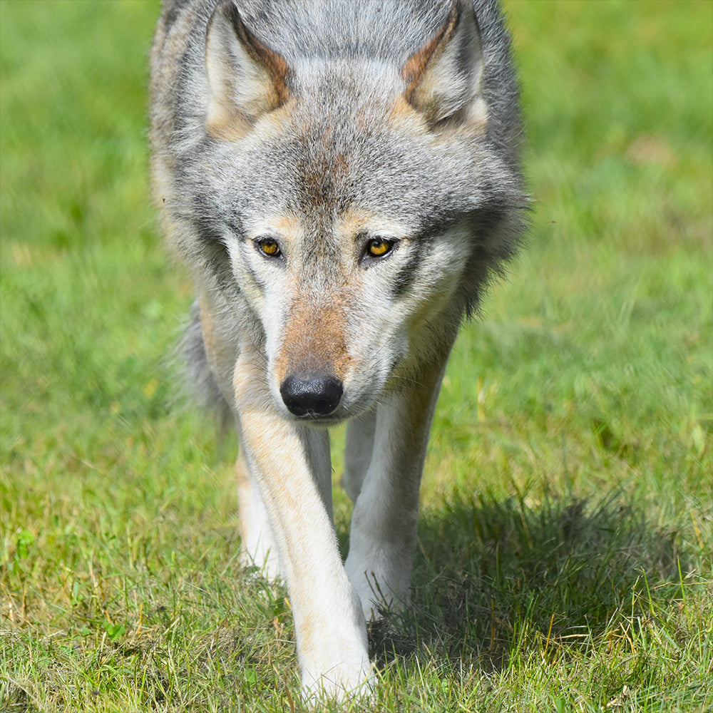 Every Wolf Needs a Companion: Help Fly Nicky to Billie