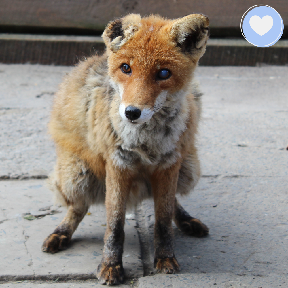 Funded: Yanchik the Fox Needs Nurturing