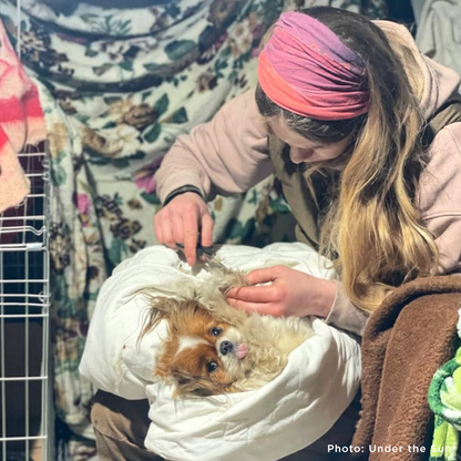 Protect Hundreds of Dogs from the Horrors of War