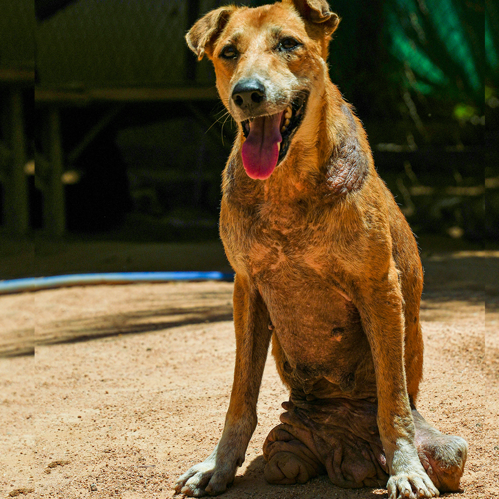 Give Wheels to Special Needs Pets