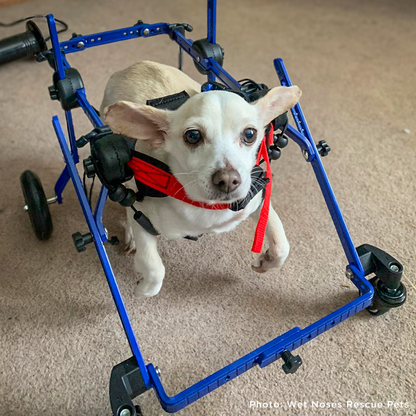Give Wheels to Special Needs Pets