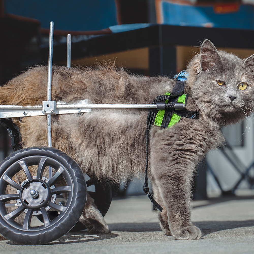 Give Wheels to Special Needs Pets
