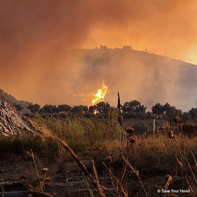 Send Urgent Aid to Families and Pets Impacted By Greece Wildfires