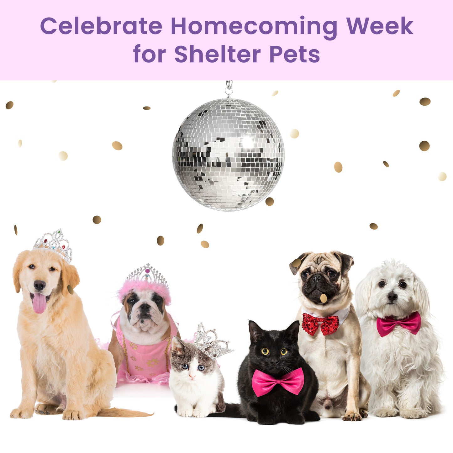 Help Shelter Pets Get Ready for Their Homecoming