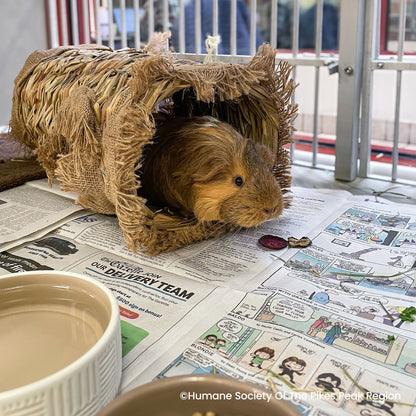 Send Supplies to Hamsters, Guinea Pigs and Other Small Animals