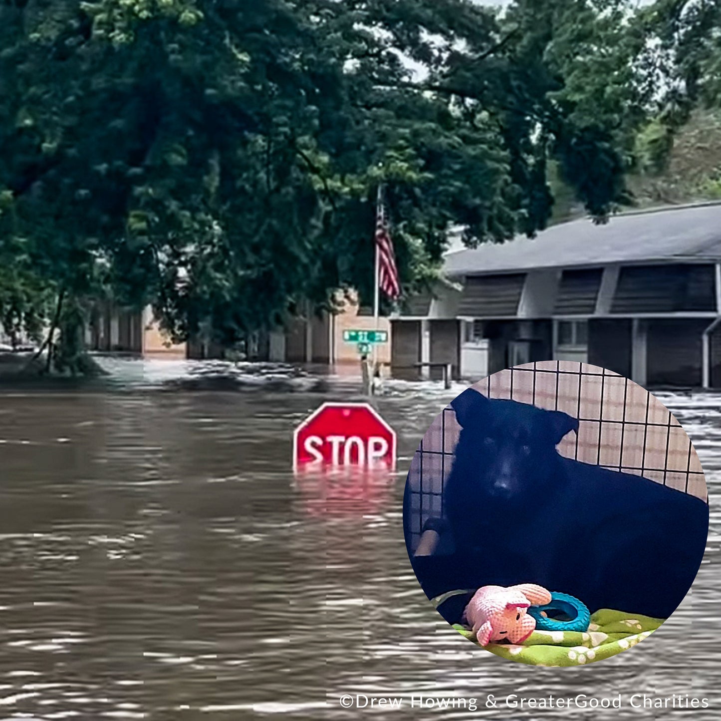 EMERGENCY FLIGHT: Help Fly Pets After Catastrophic Floods