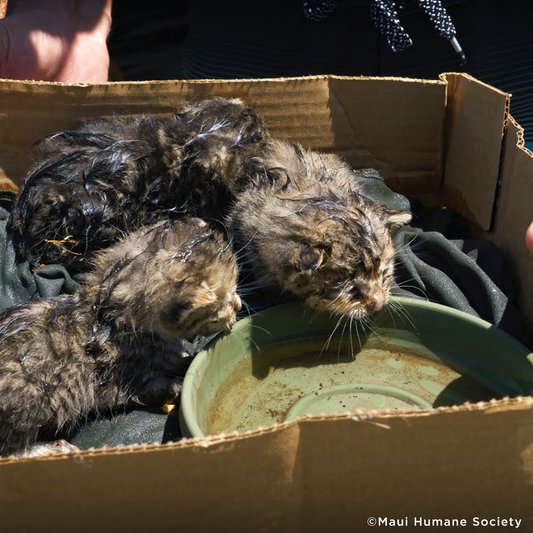 URGENT: Send Emergency Supplies to Shelters this Kitten Season