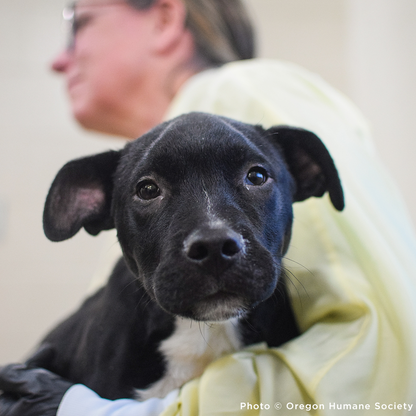 Emergency Flight to Freedom: Fly Shelter Pets Out of California Wildfires