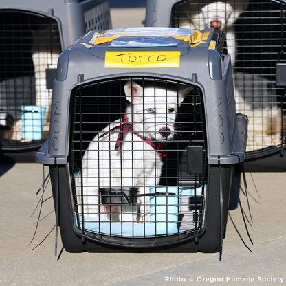 Emergency Flight to Freedom: Fly Shelter Pets Out of California Wildfires