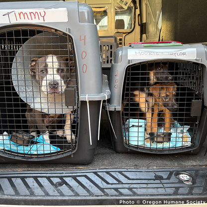 Emergency Flight to Freedom: Fly Shelter Pets Out of California Wildfires