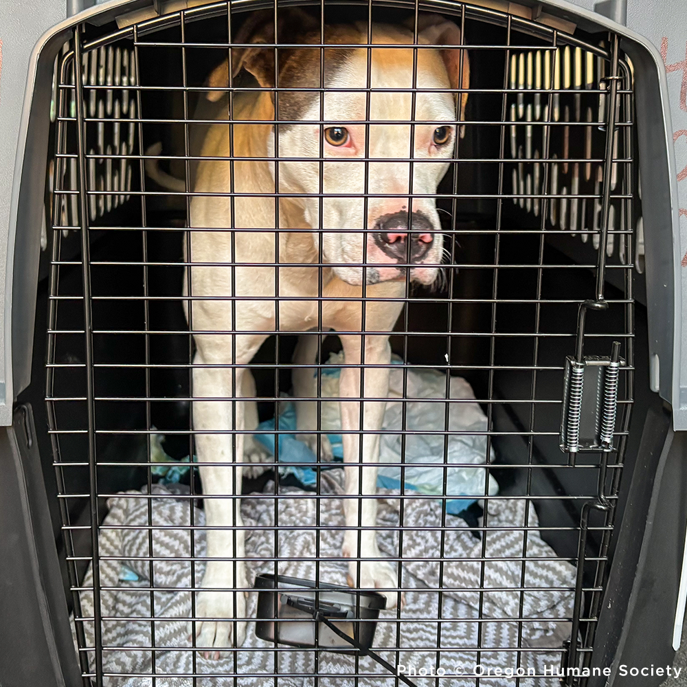 Emergency Flight to Freedom: Fly Shelter Pets Out of California Wildfires