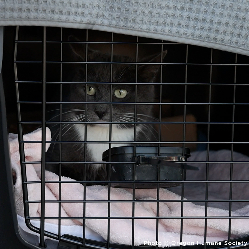 Emergency Flight to Freedom: Fly Shelter Pets Out of California Wildfires