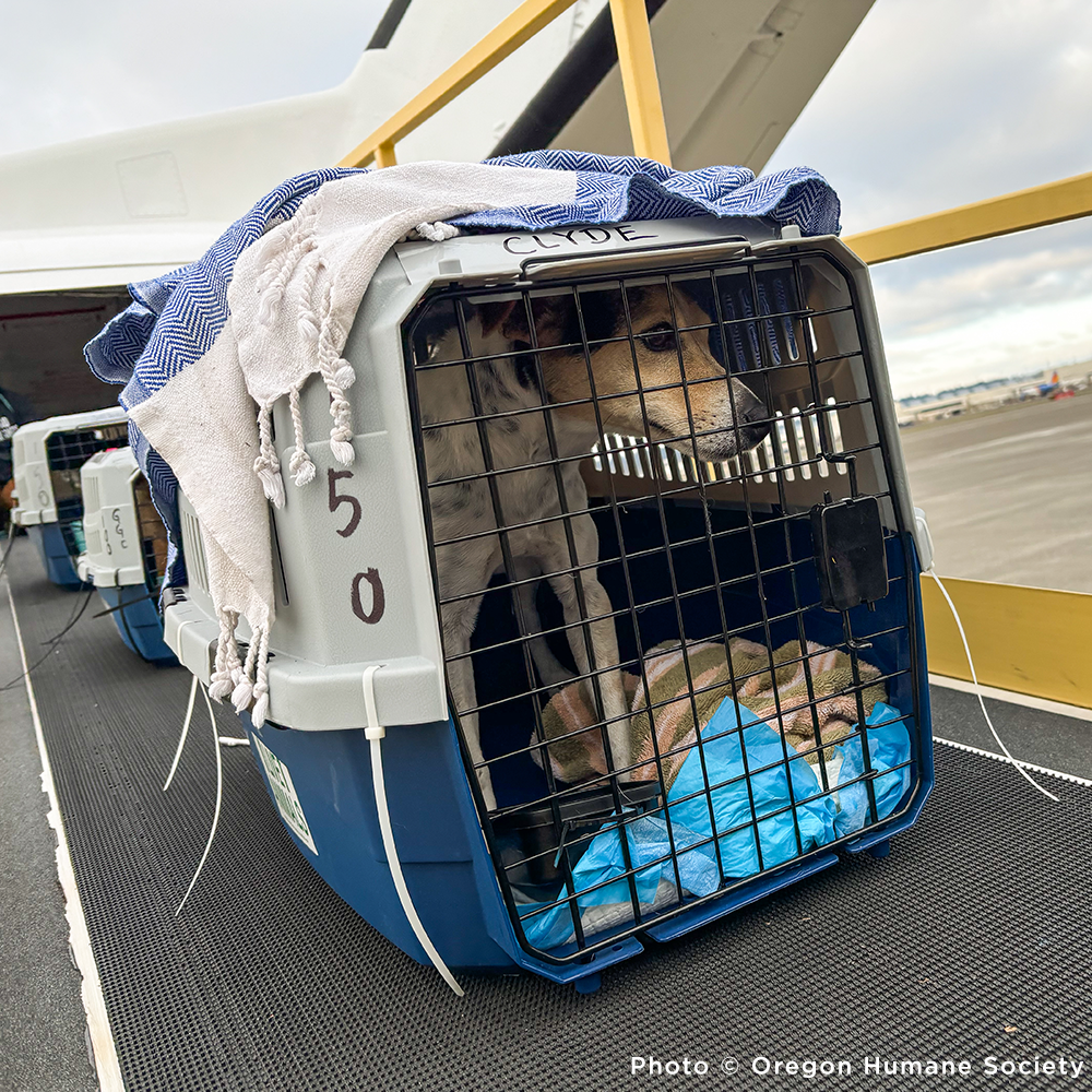 Emergency Flight to Freedom: Fly Shelter Pets Out of California Wildfires