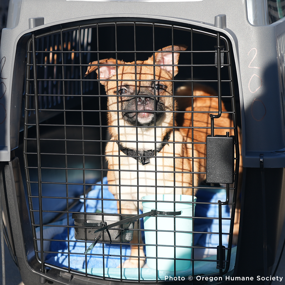 Emergency Flight to Freedom: Fly Shelter Pets Out of California Wildfires