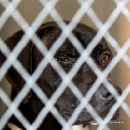 Help Dog with Missing Eye Trust Again After Being Rescued from Neglect