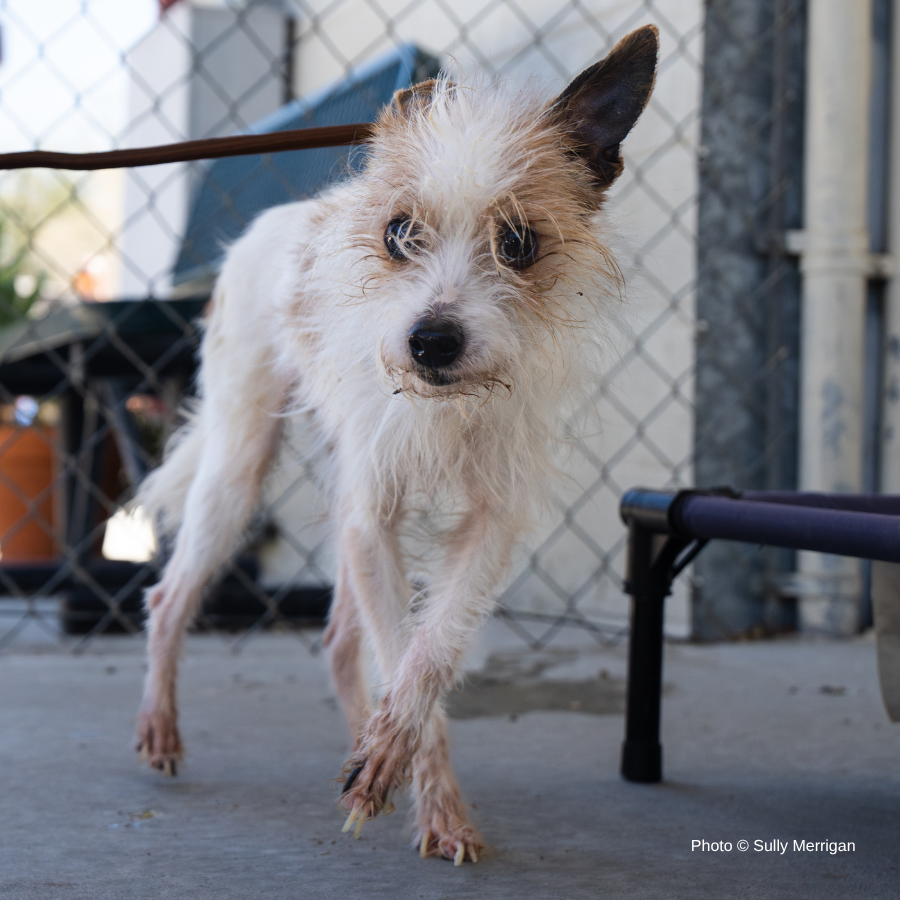 Funded: Terrier Mix Has Been Neglected For A Long Time: Help Cover His Care