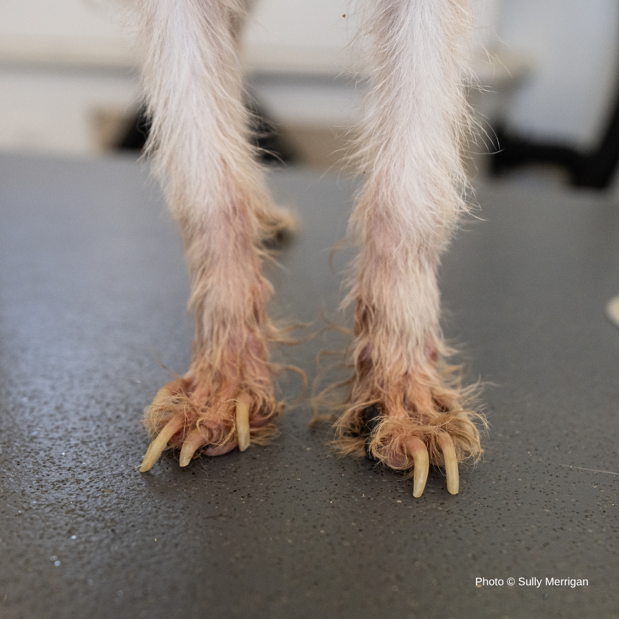 Funded: Terrier Mix Has Been Neglected For A Long Time: Help Cover His Care