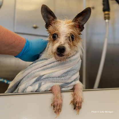 Funded: Terrier Mix Has Been Neglected For A Long Time: Help Cover His Care