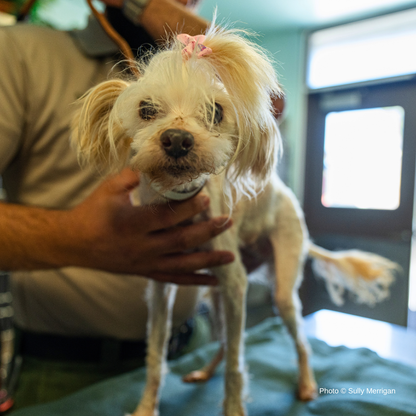 Funded: Emaciated, Matted, and Suffering from Sores, this Rescued Dog Needs Care