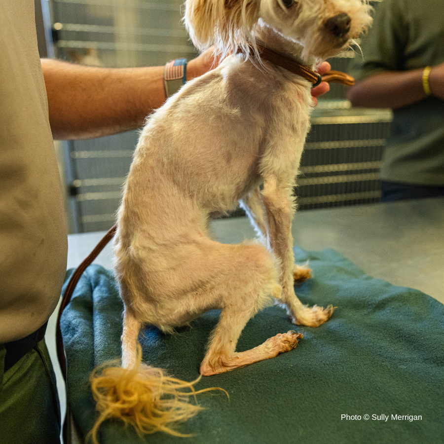 Funded: Emaciated, Matted, and Suffering from Sores, this Rescued Dog Needs Care