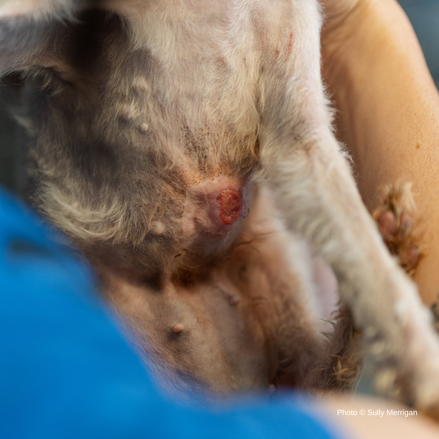Funded: Emaciated, Matted, and Suffering from Sores, this Rescued Dog Needs Care