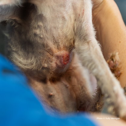 Funded: Emaciated, Matted, and Suffering from Sores, this Rescued Dog Needs Care