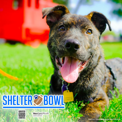 Shelter Bowl 2025: Feed Hungry Shelter Pets | Donations Matched!