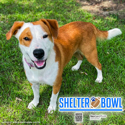 Shelter Bowl 2025: Feed Hungry Shelter Pets | Donations Matched!