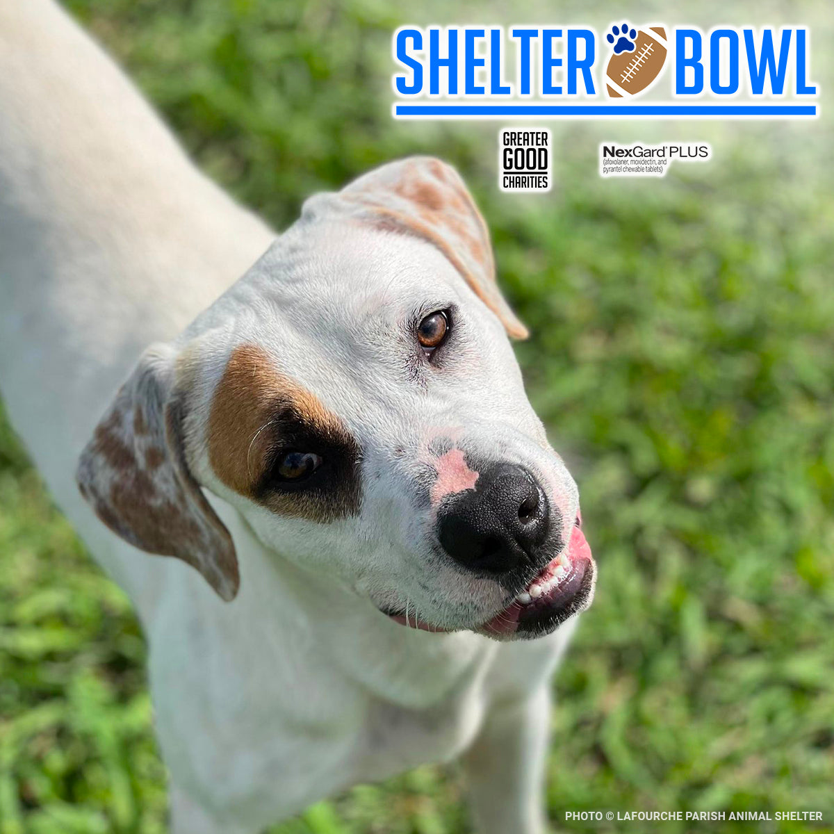 Shelter Bowl 2025: Feed Hungry Shelter Pets | Donations Matched!