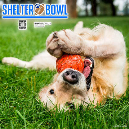 Shelter Bowl 2025: Feed Hungry Shelter Pets | Donations Matched!