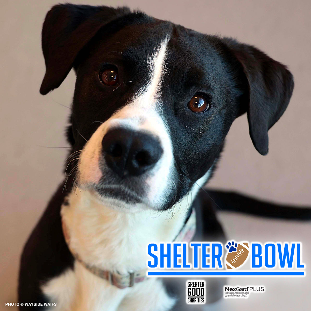 Shelter Bowl 2025: Feed Hungry Shelter Pets | Donations Matched!