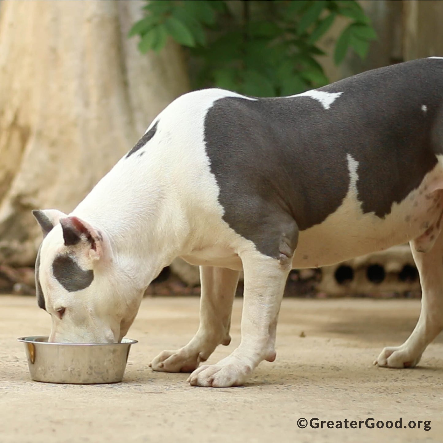Send Critical Relief to Protect Pets of the Homeless During Summer Heat