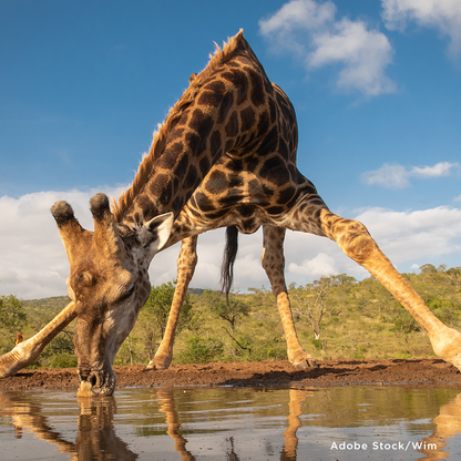 Project Peril: Provide Life-Saving Water to Wildlife Around the World