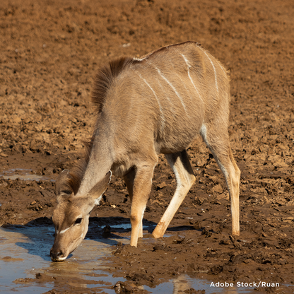 Project Peril: Provide Life-Saving Water to Wildlife Around the World