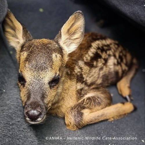 Funded: Orphaned Baby Deer Needs Specialized Care to Grow