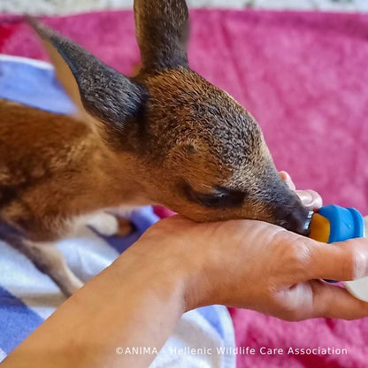 Funded: Orphaned Baby Deer Needs Specialized Care to Grow