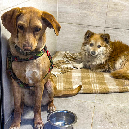 Traumatized Pets Abandoned in Ukraine Need a Safe Haven