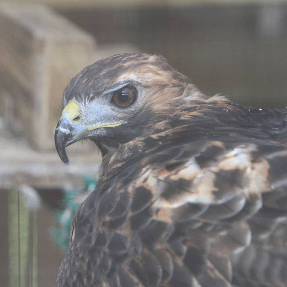 Help Injured Raptors Regain Their Wings