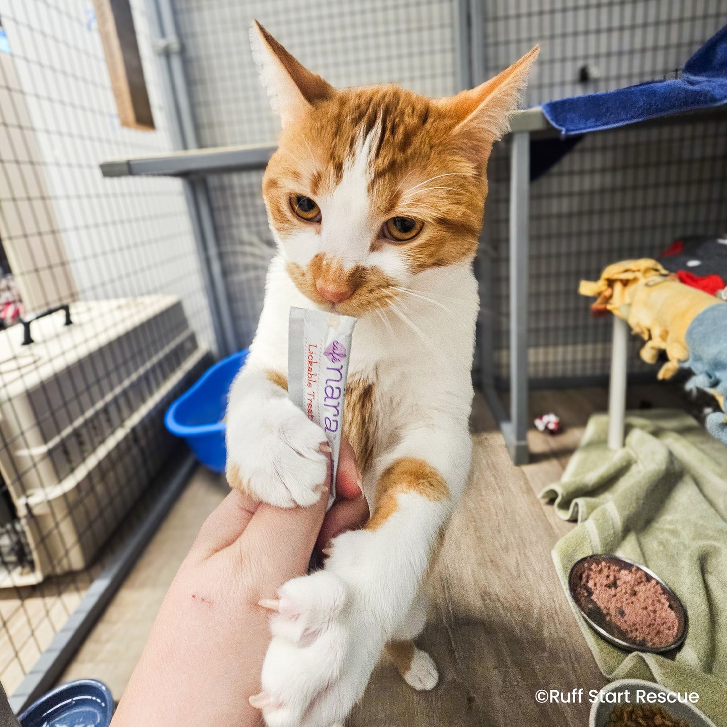 Send Vital Supplies to Shelters Saving Pets’ Lives