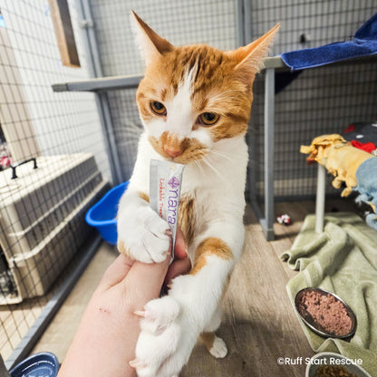 Send Vital Supplies to Shelters Saving Pets’ Lives