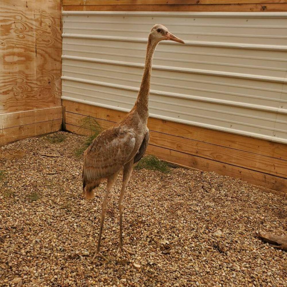 Help Orphaned Sandhill Crane Return to the Wild