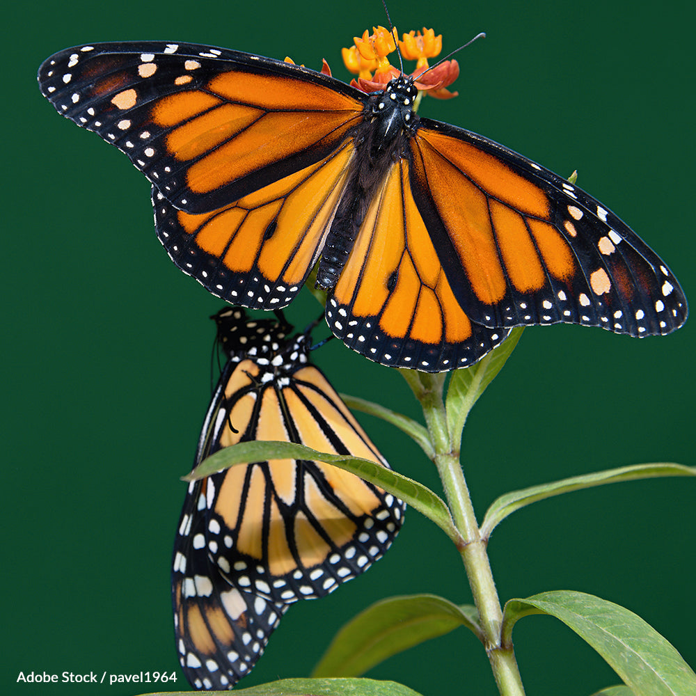 Protect the Monarch Butterfly