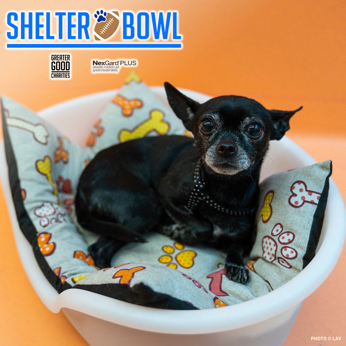 Shelter Bowl 2025: Feed Hungry Shelter Pets | Donations Matched!