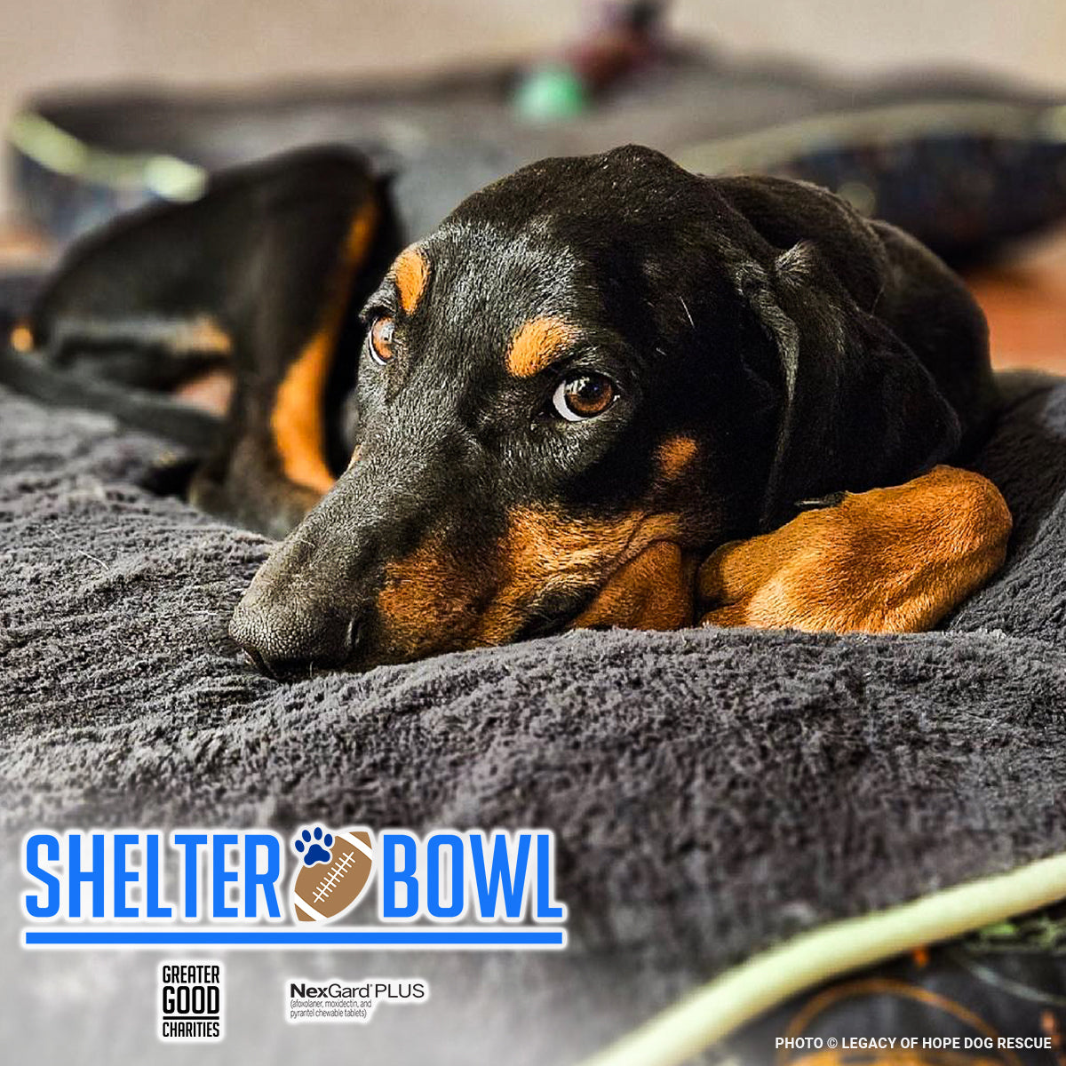 Shelter Bowl 2025: Feed Hungry Shelter Pets | Donations Matched!