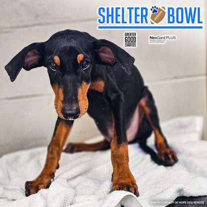 Shelter Bowl 2025: Feed Hungry Shelter Pets | Donations Matched!