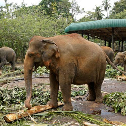 Save Elephants from Starvation