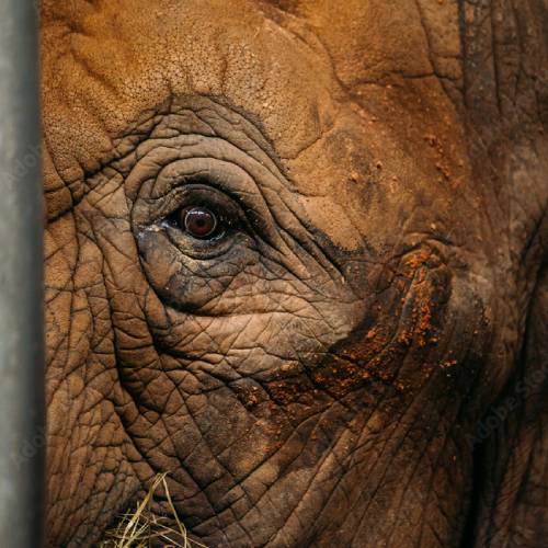 Save Elephants from Starvation