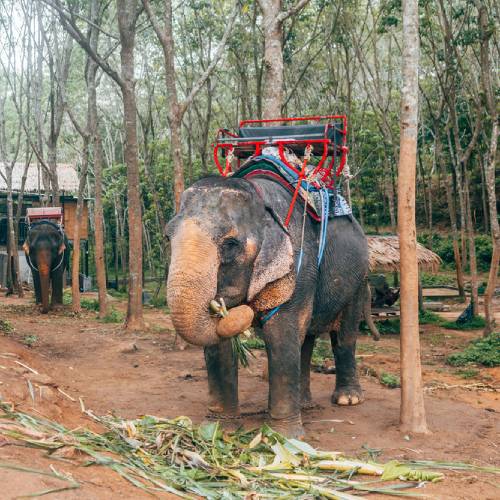 Save Elephants from Starvation