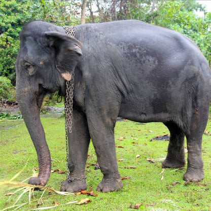 Save Elephants from Starvation